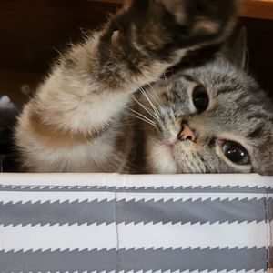 Meet your Posher, Elizabeth